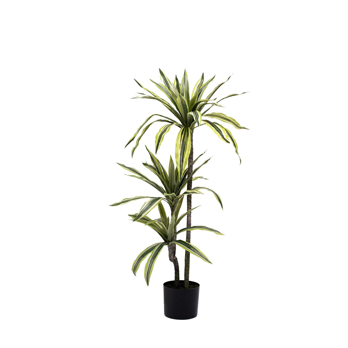 Dracaena Lemon & Lime 100cm