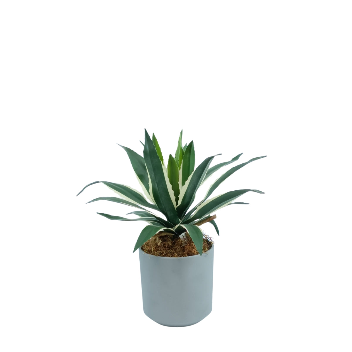 Cylindrical Pot Sage XS with Agave 45cm Combo