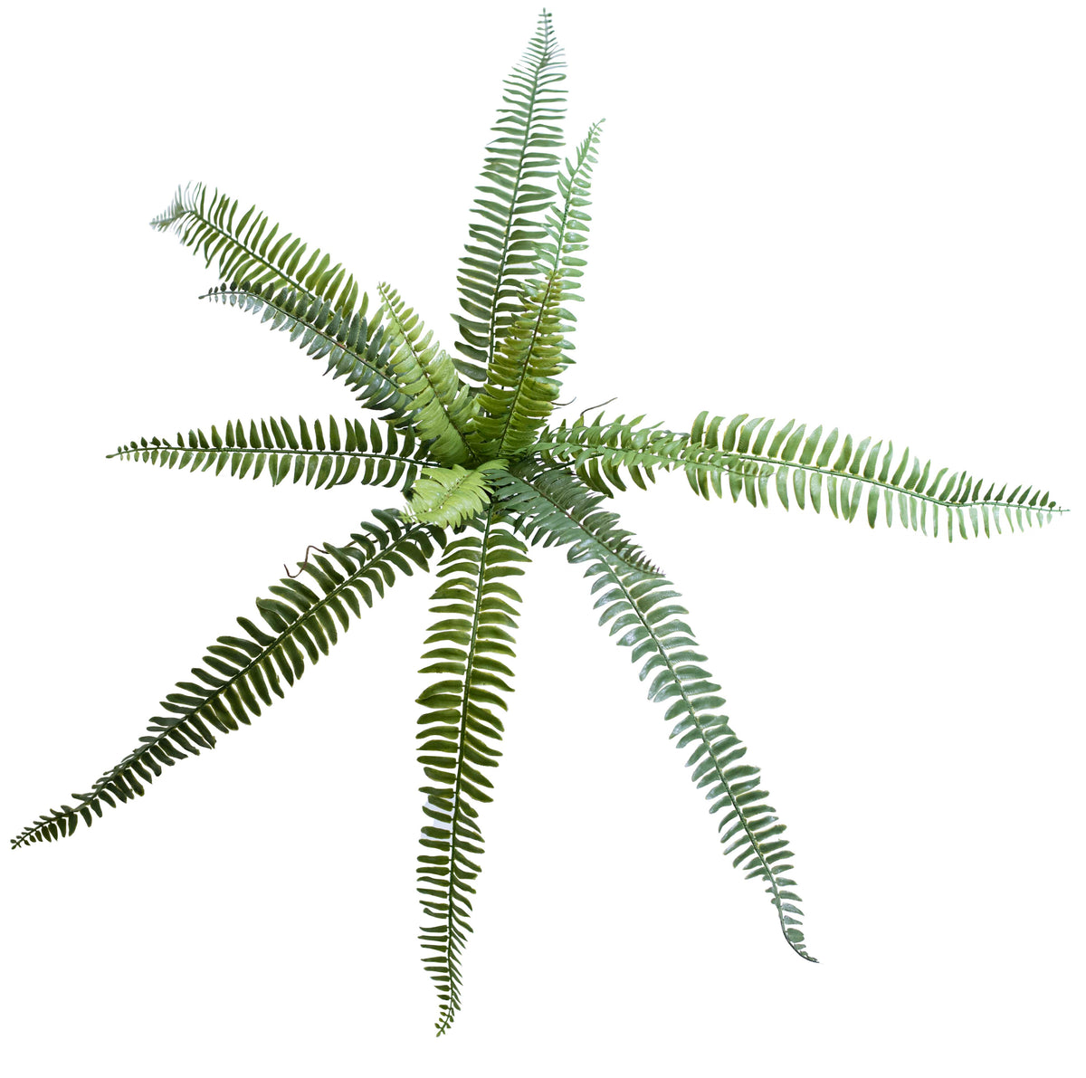 Boston Fern Filler 55cm - Plant Couture