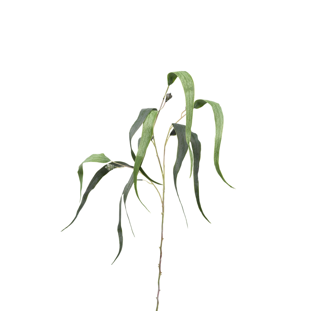 Eucalyptus Leaf Stem - 77cm