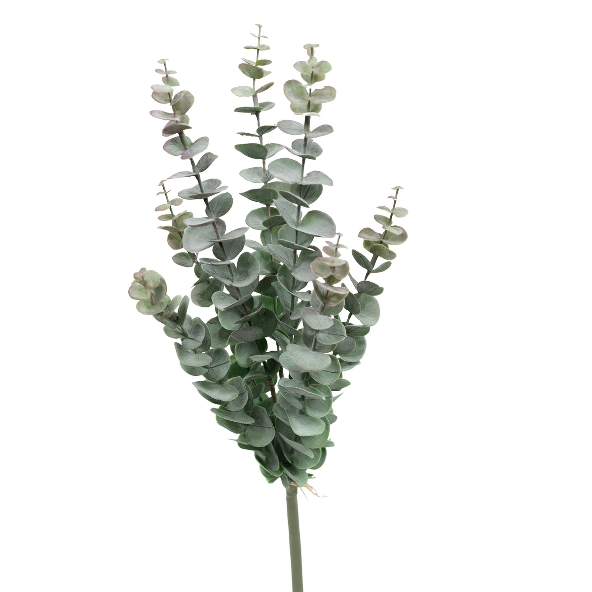 Pennygum Grey Purple Stem - 65cm