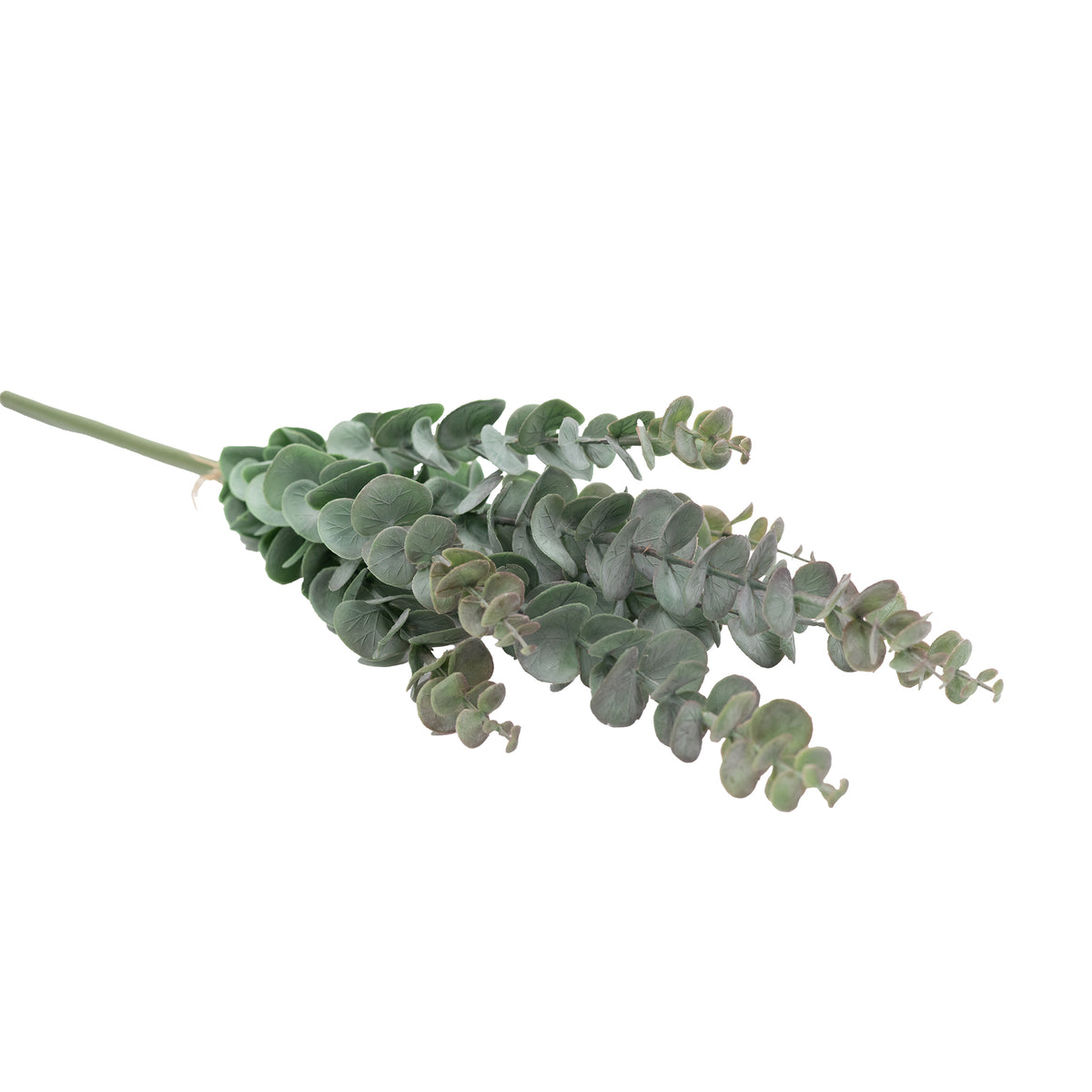 Pennygum Grey Purple Stem - 65cm