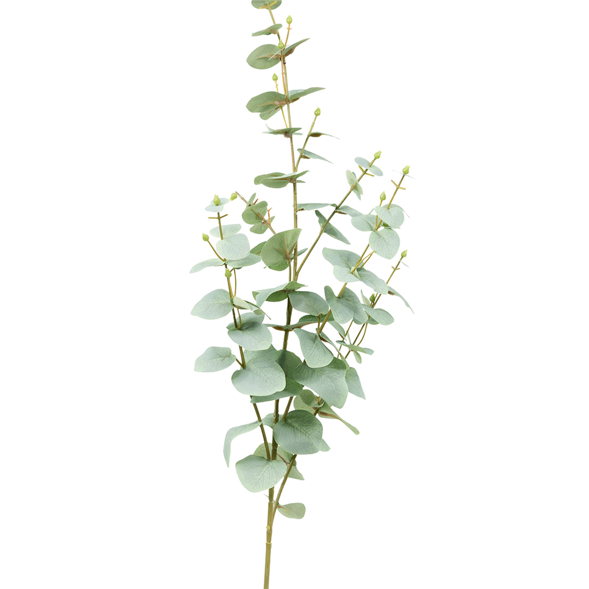 Eucalyptus Grey Stem - 100cm