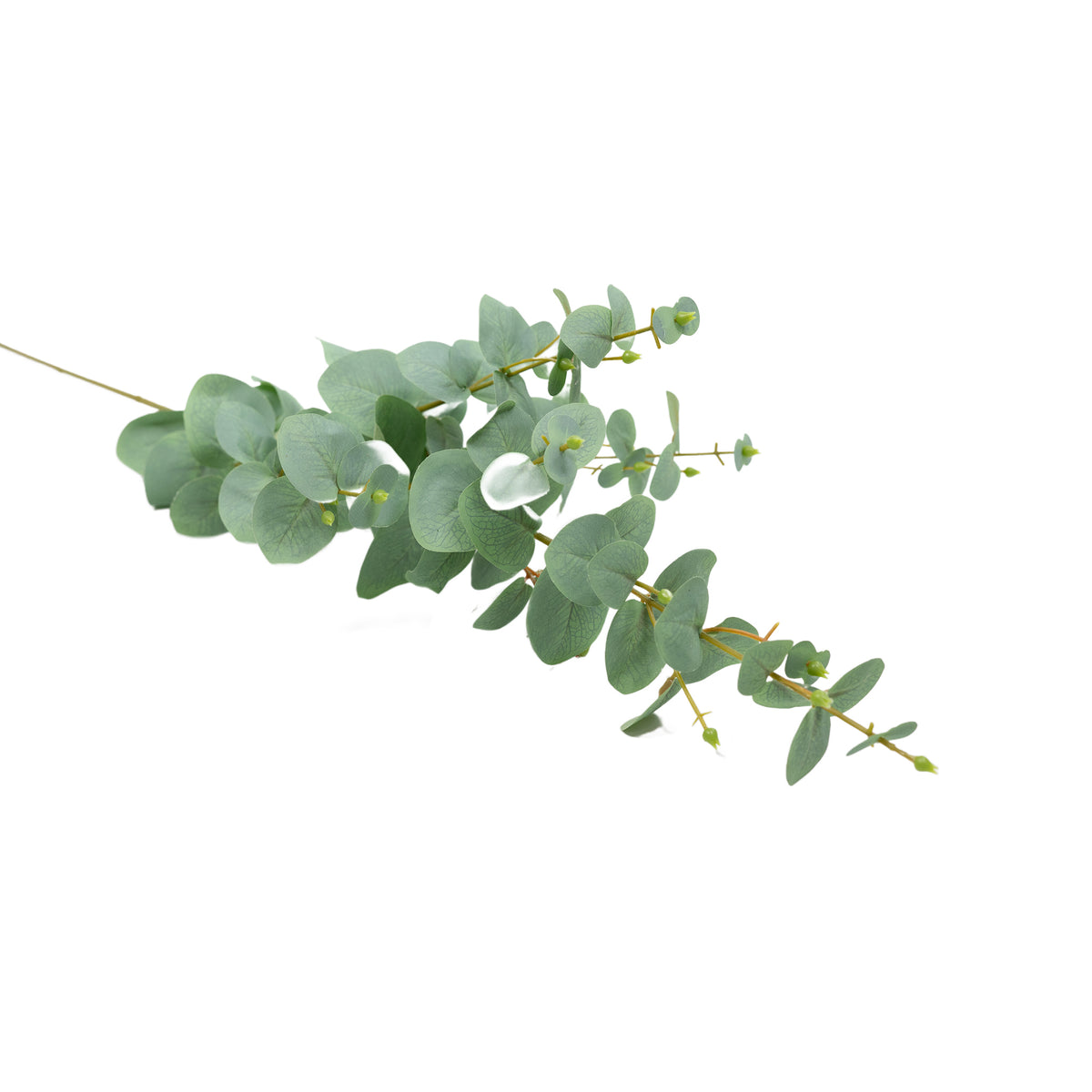 Eucalyptus Grey Stem - 100cm