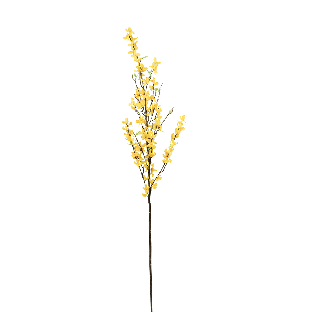 Forsythia Stem - 125cm