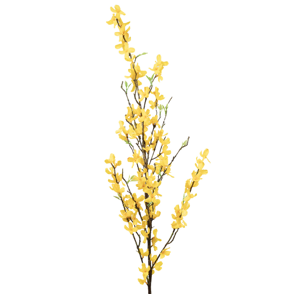 Forsythia Stem - 125cm