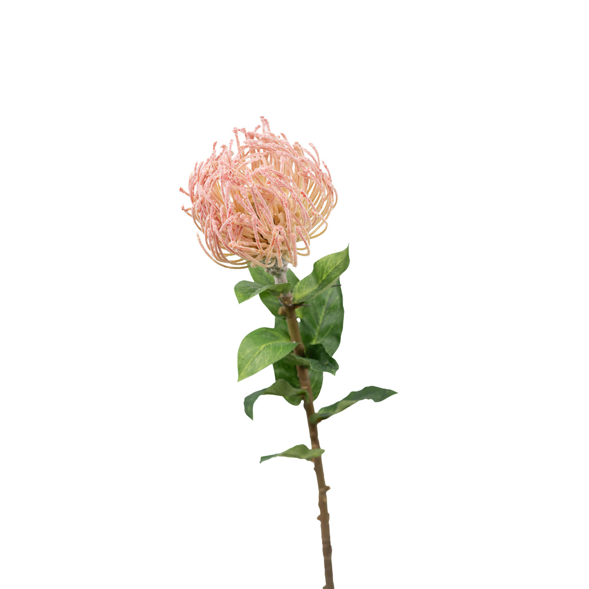 Pincushion Pink Flower Stem - 60cm