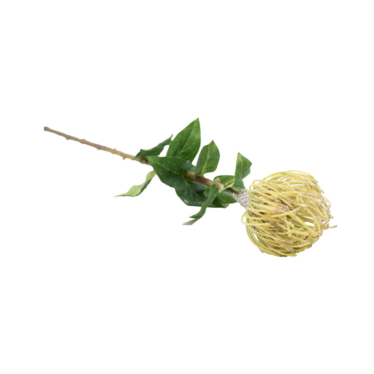 Pincushion Cream Flower Stem - 76cm