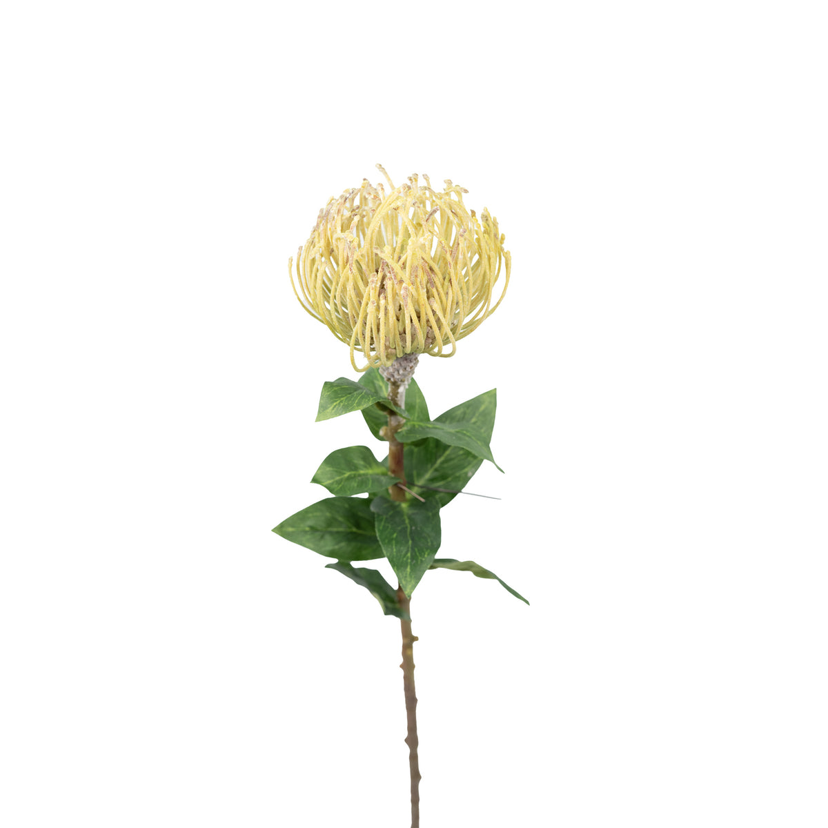 Pincushion Cream Flower Stem - 76cm