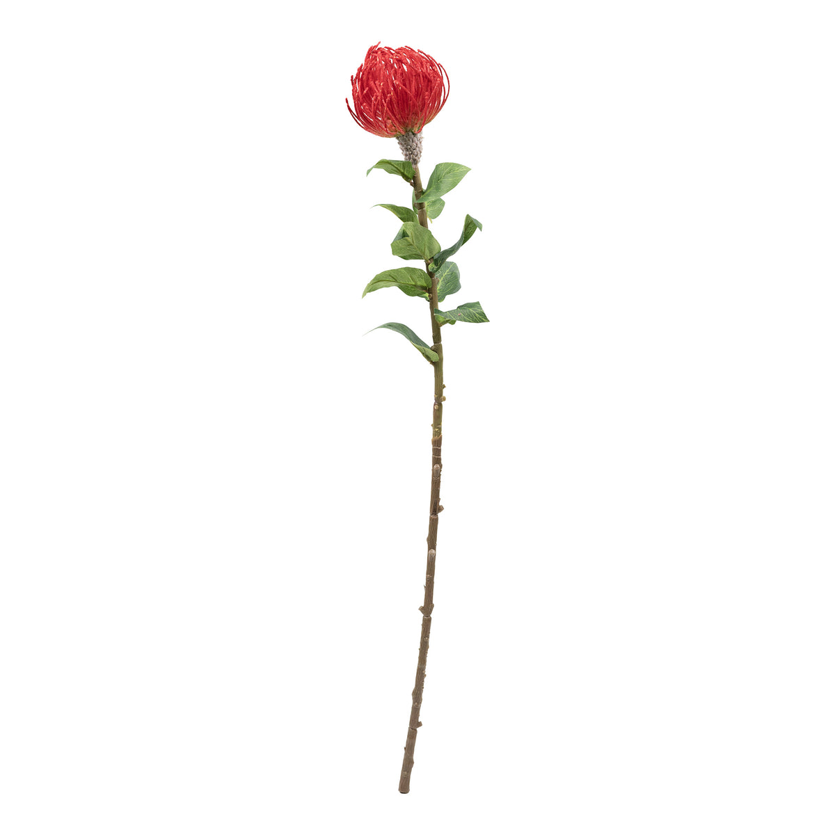 Pincushion Red Flower Stem - 60cm