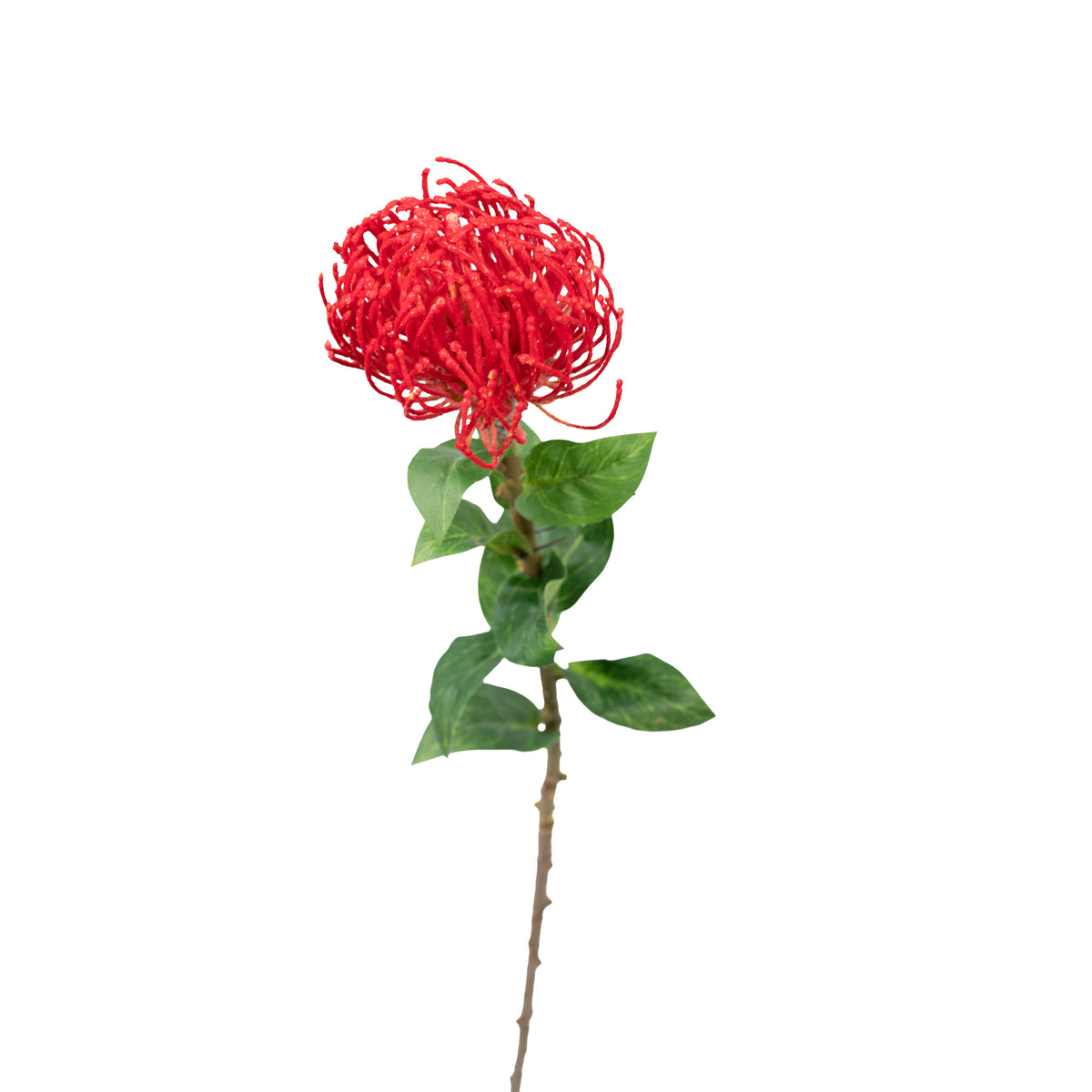 Pincushion Red Flower Stem - 60cm