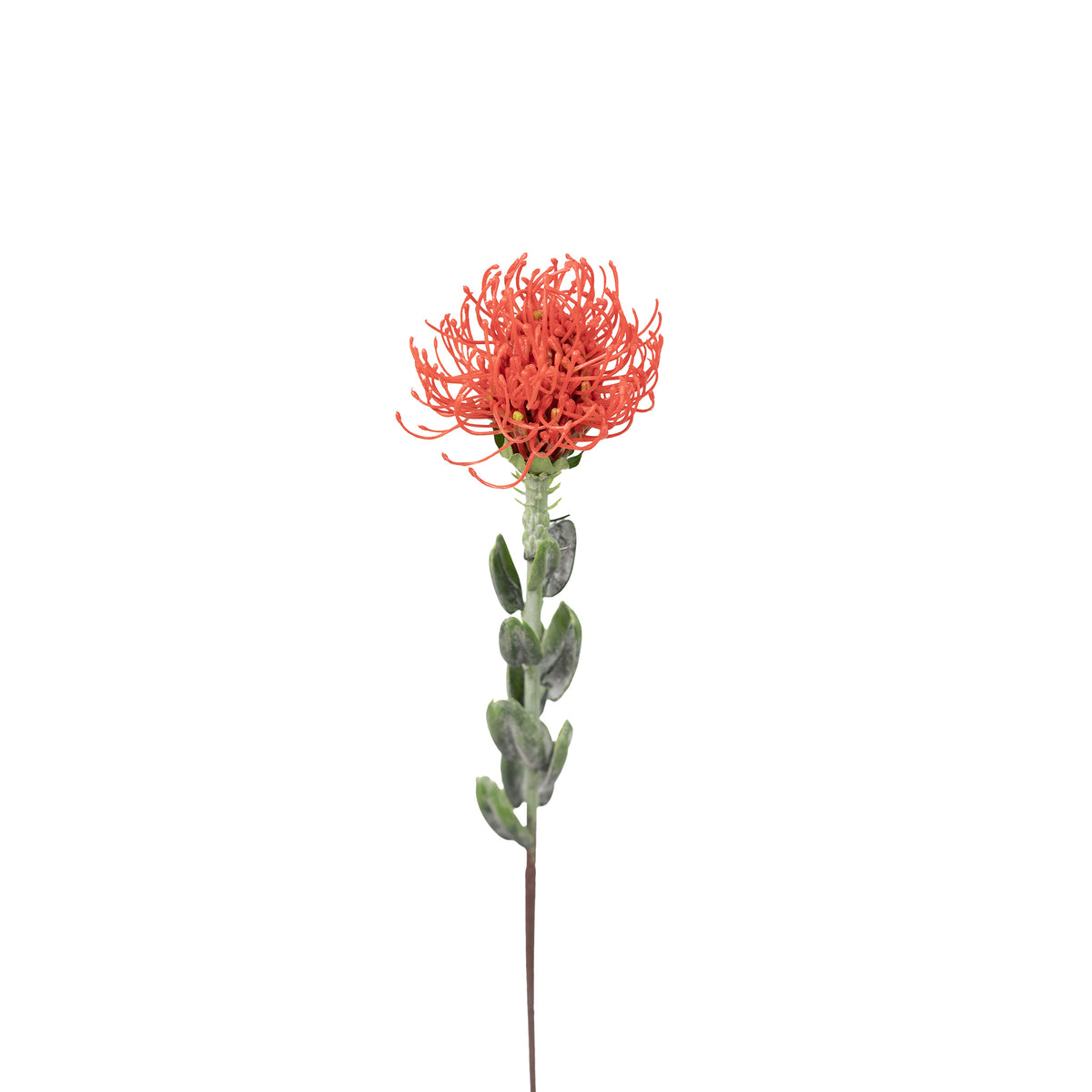 Pincushion Orange Flower Stem - 60cm