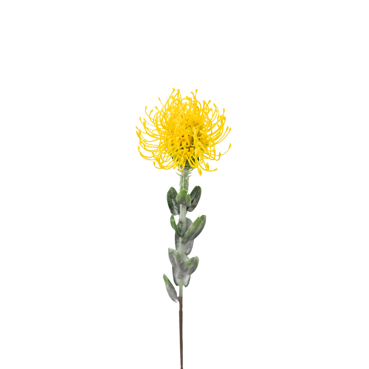 Pincushion Yellow Flower Stem - 60cm