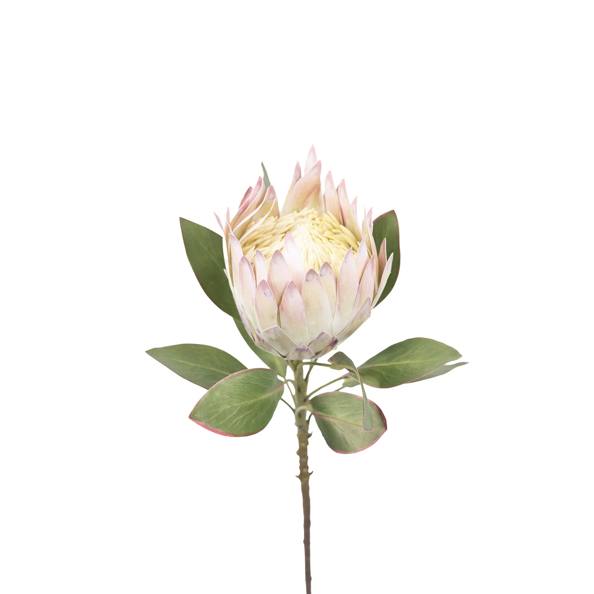 Protea Pink Green Silk Flower Stem - 75cm