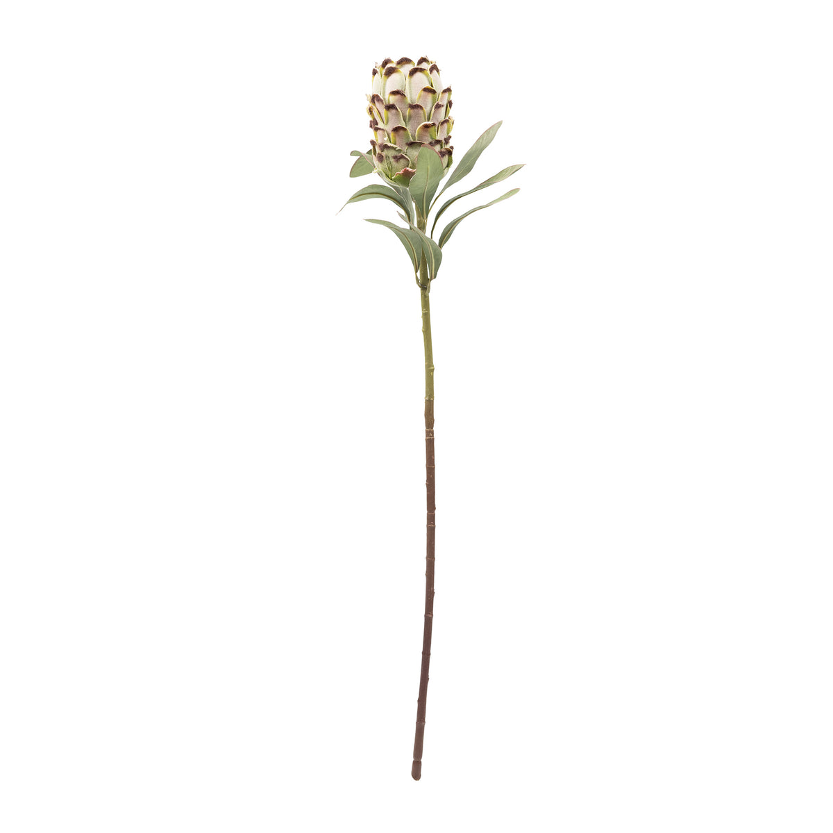 Protea Closed Green Silk Flower Stem - 75cm