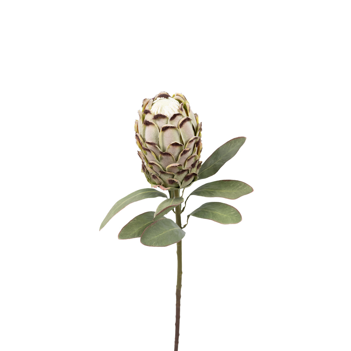 Protea Closed Green Silk Flower Stem - 75cm