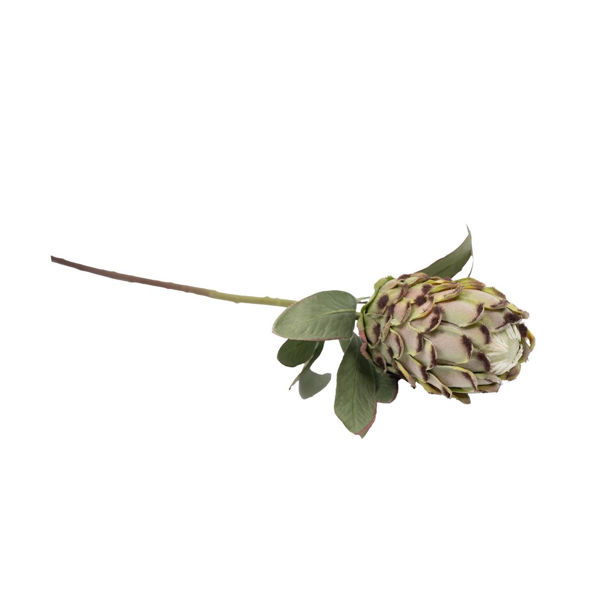 Protea Closed Green Silk Flower Stem - 75cm