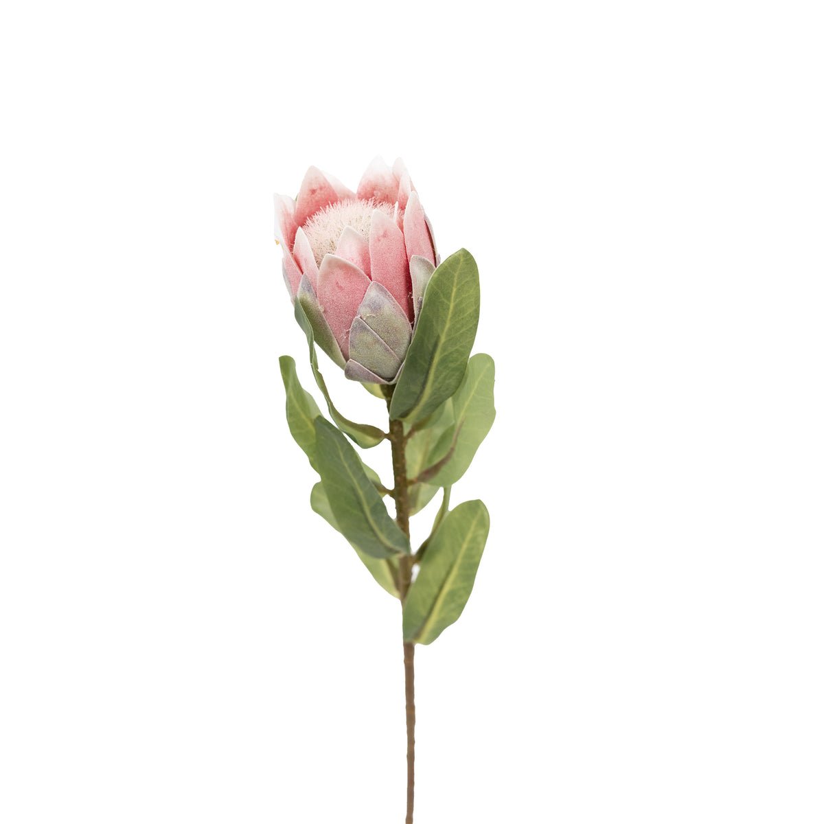 Protea Bud Green Pink Silk Flower Stem - 48cm