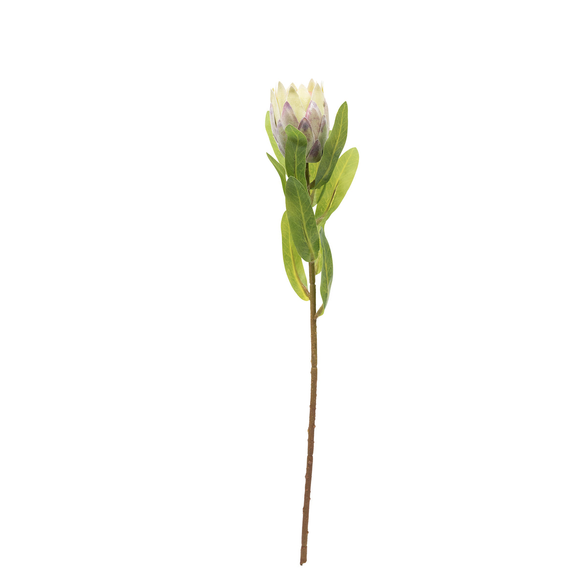 Protea Bud Green White Silk Flower Stem - 48cm