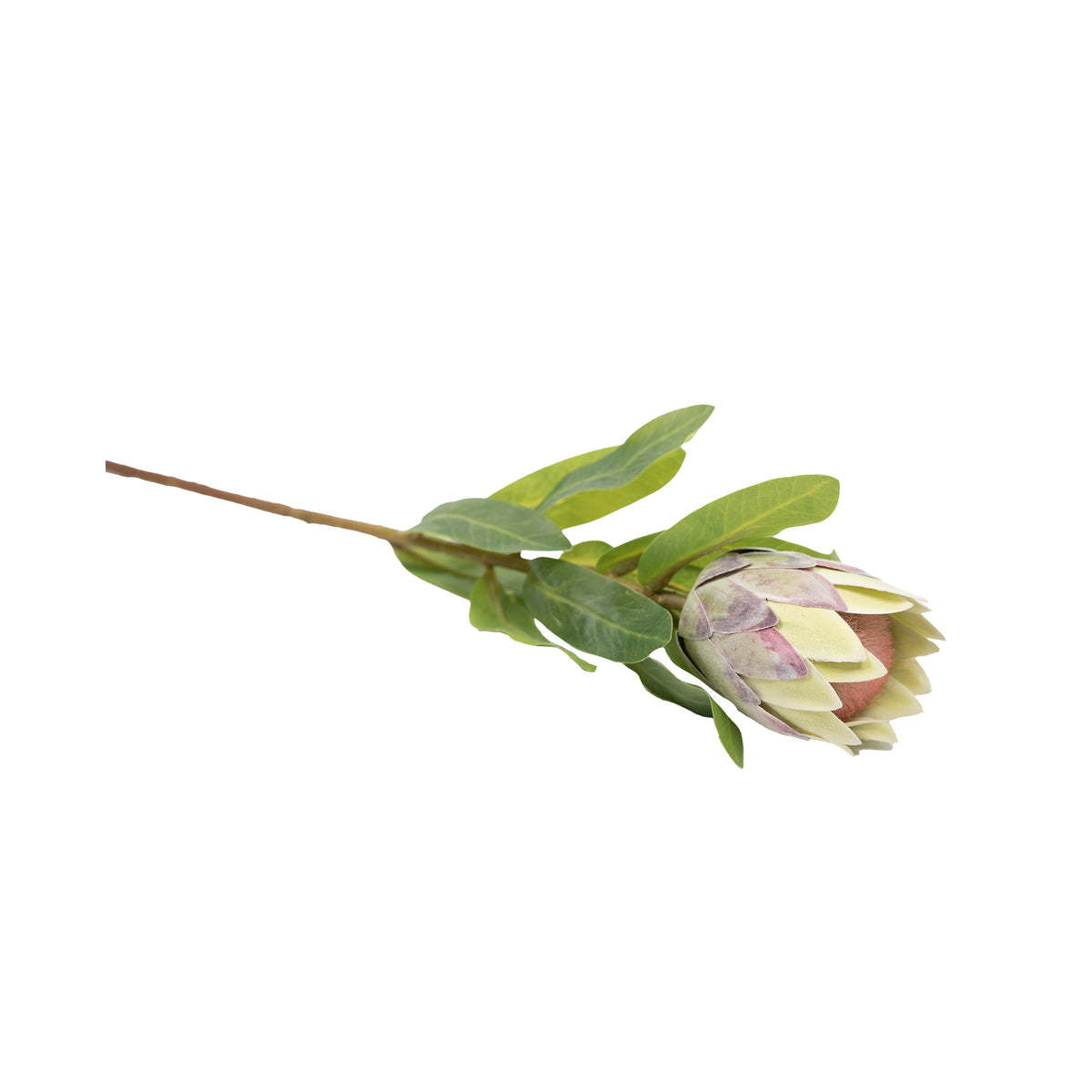 Protea Bud Green White Silk Flower Stem - 48cm