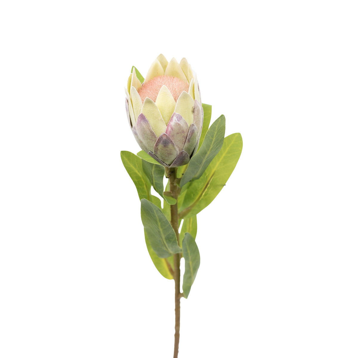 Protea Bud Green White Silk Flower Stem - 48cm