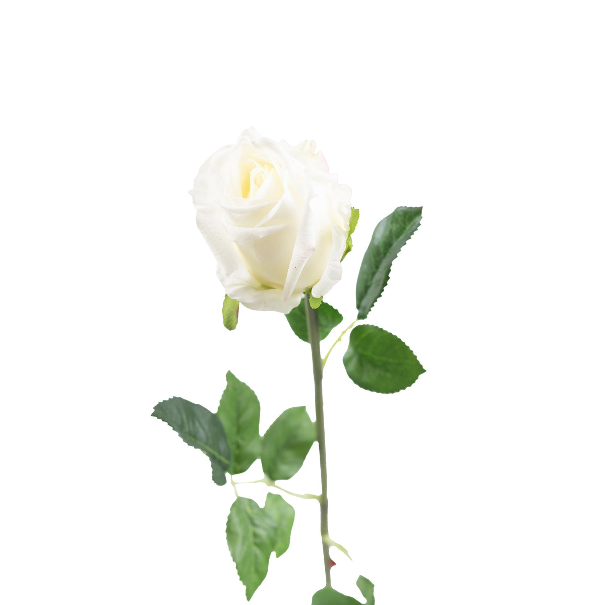 Semi Open Rose White Stem - 65cm