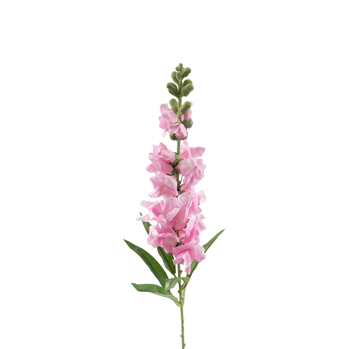 Snapdragon Dark Pink Stem - 92cm