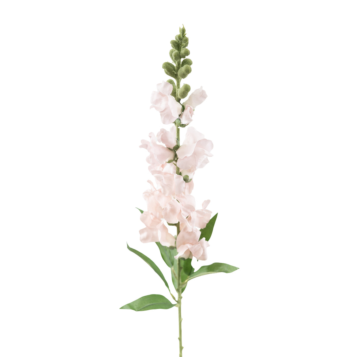 Snapdragon Light Pink Stem - 92cm