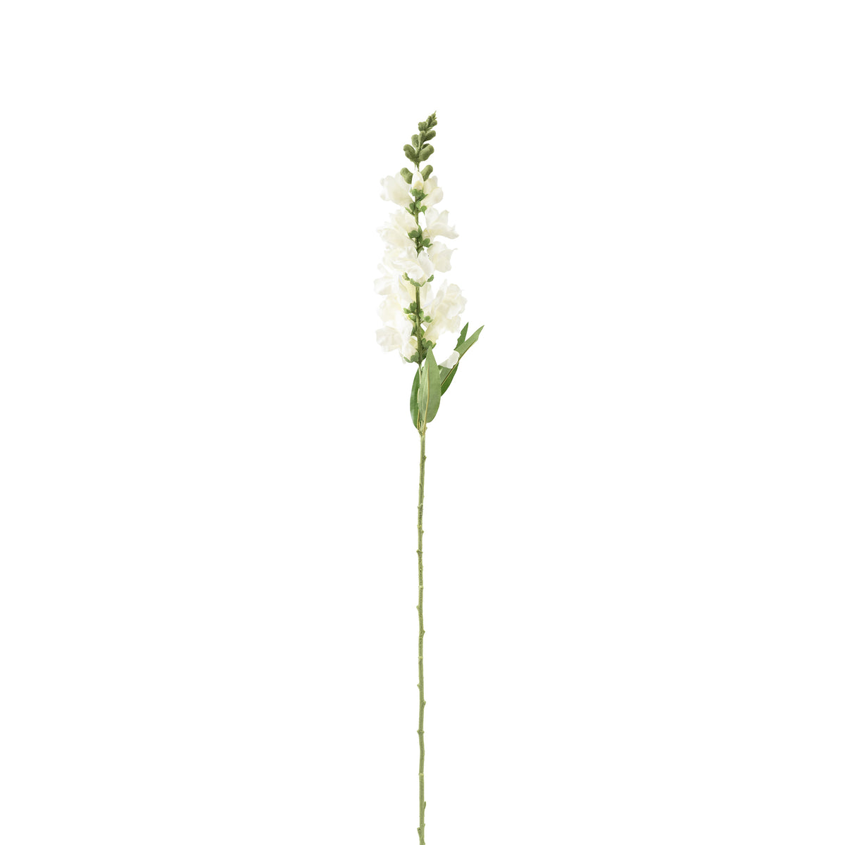 Snapdragon White Stem - 92cm