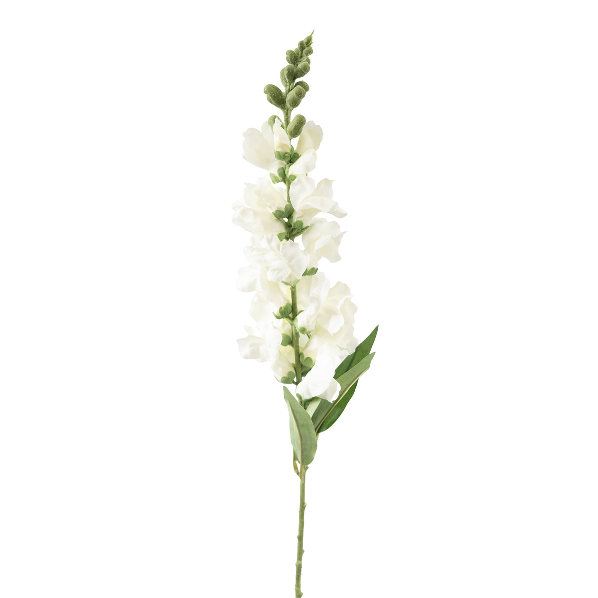 Snapdragon White Stem - 92cm