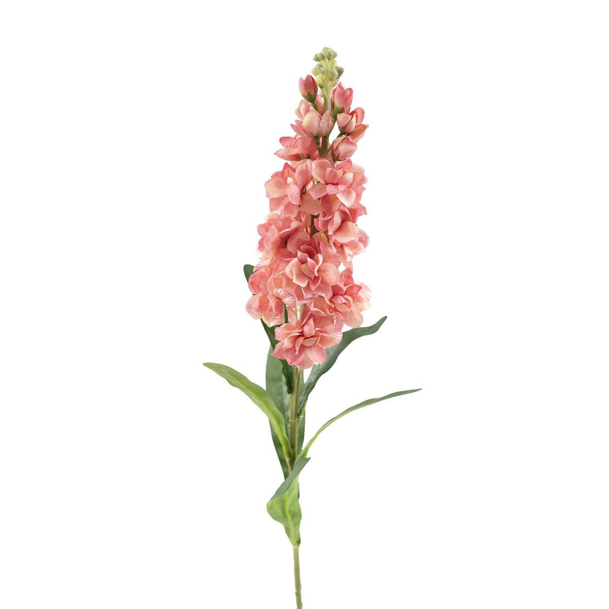 Snapdragon Dark Pink Stem - 82cm