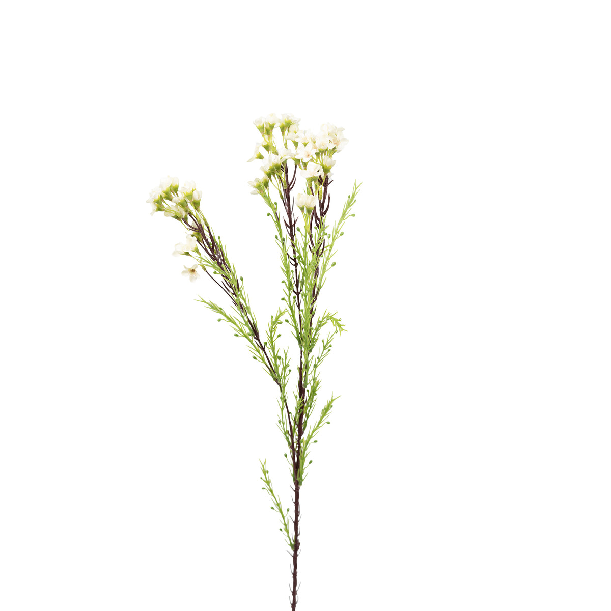 Wax Flower White - 80cm