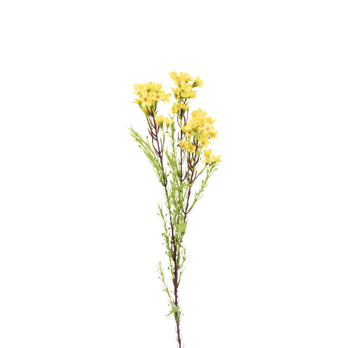 Wax Flower Yellow - 80cm