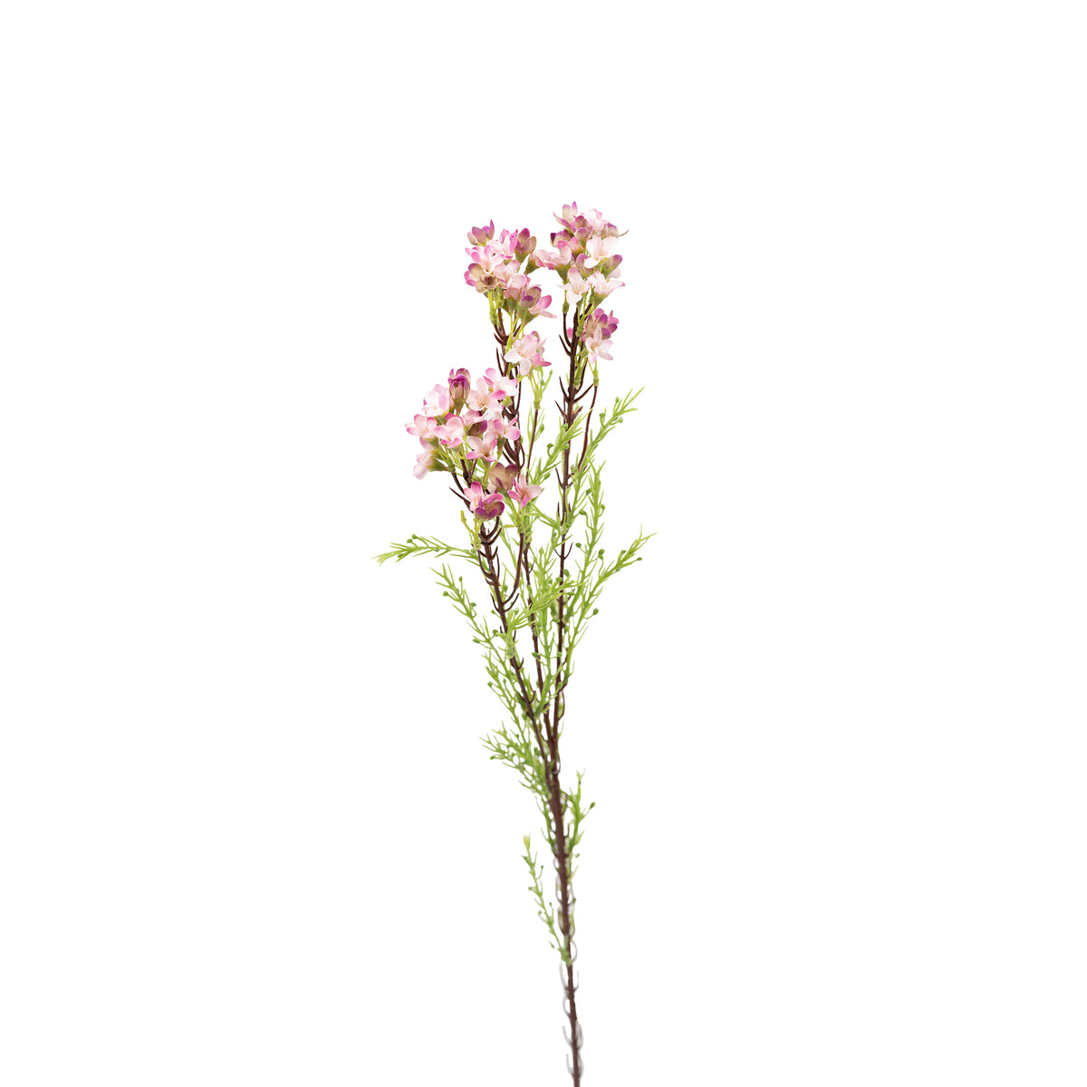 Wax Flower Pink - 80cm