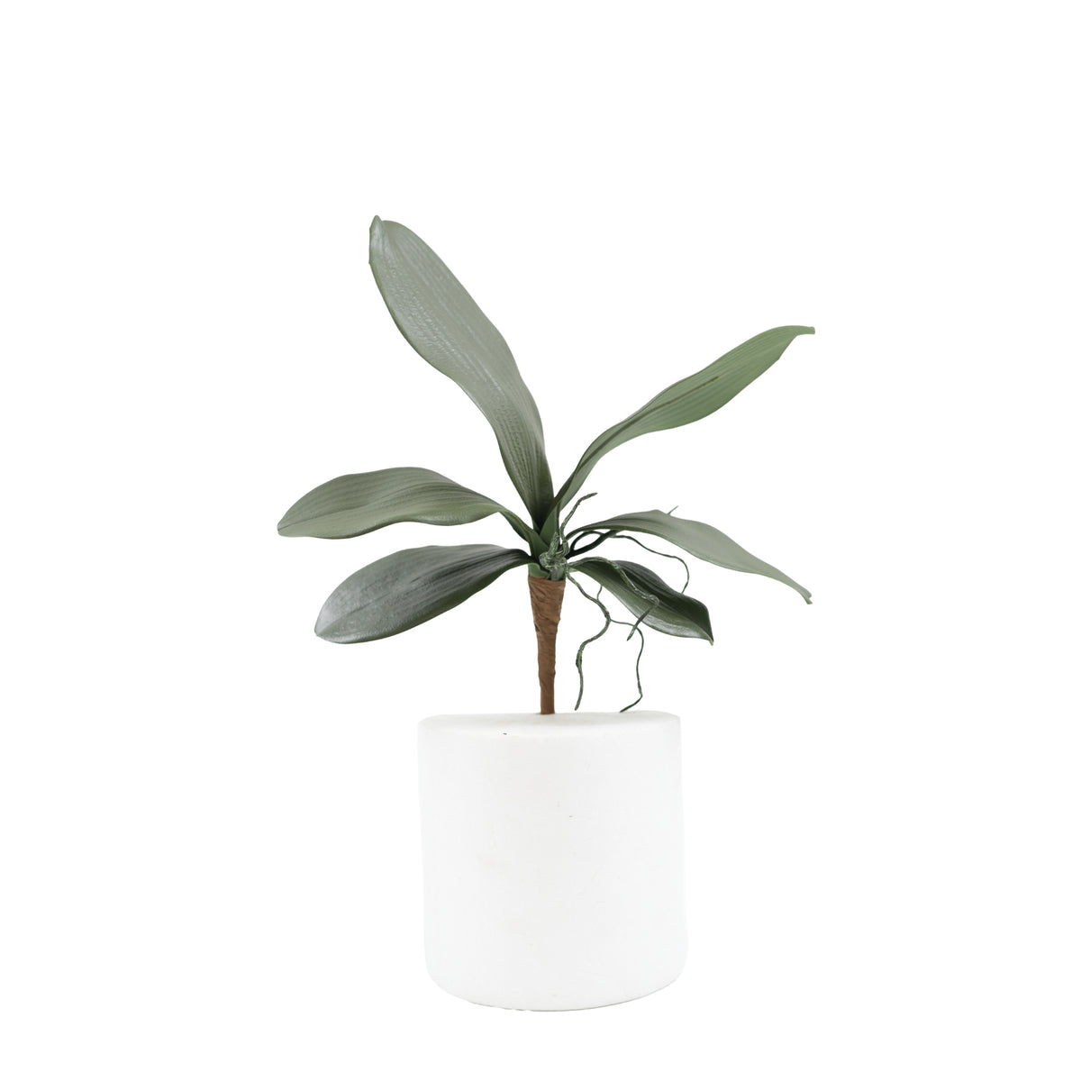 Phalaenopsis Leaf - 28cm