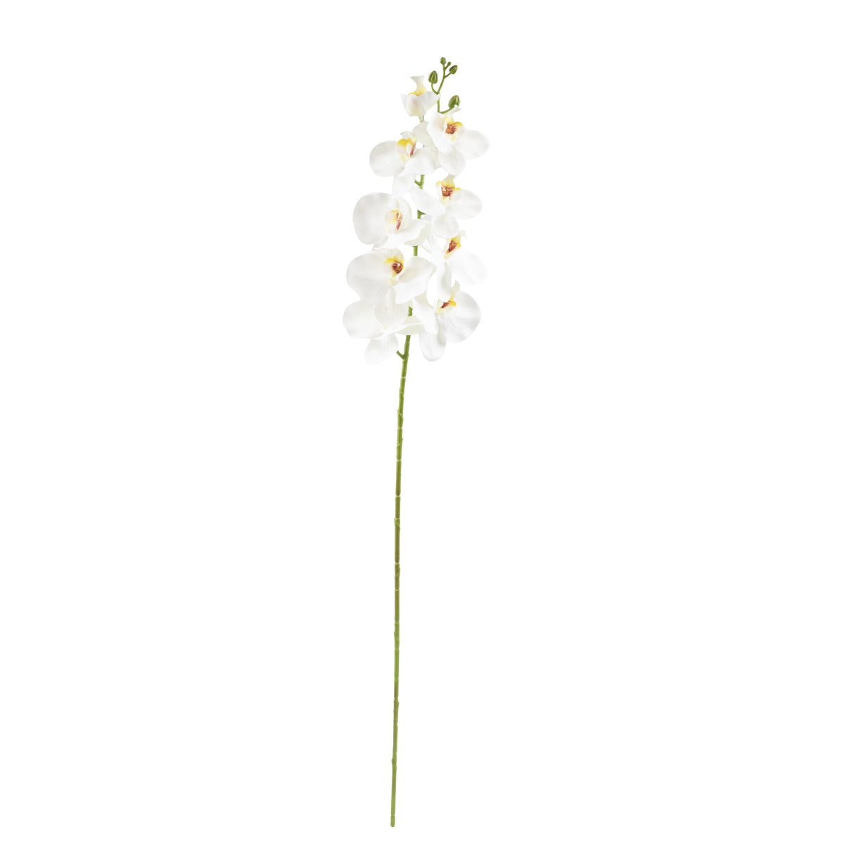 Phalaenopsis Orchid White - 95cm