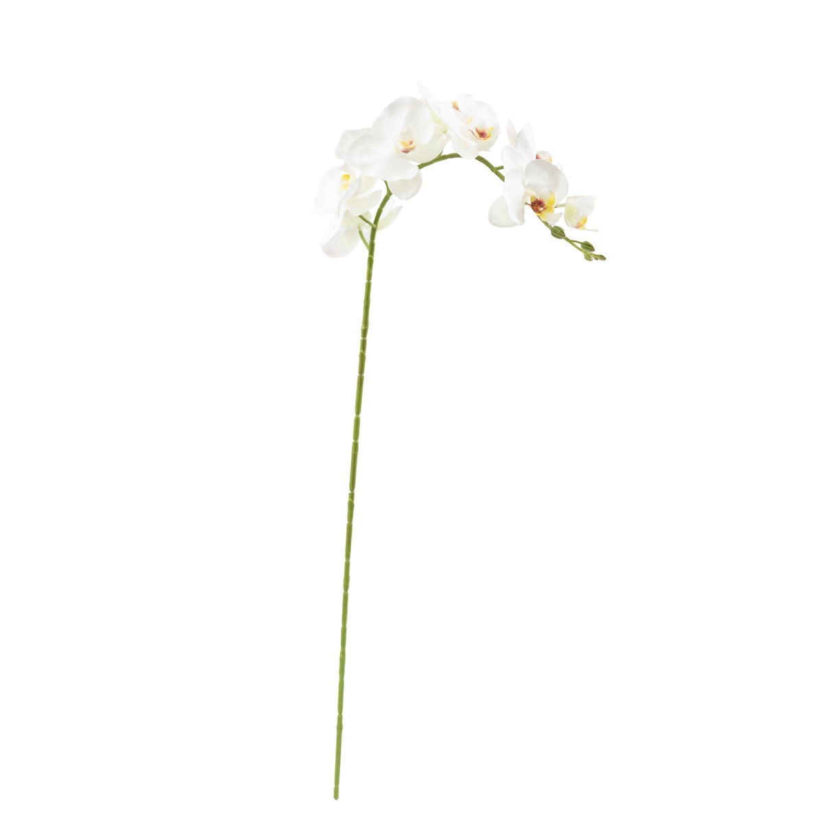 Phalaenopsis Orchid White - 95cm