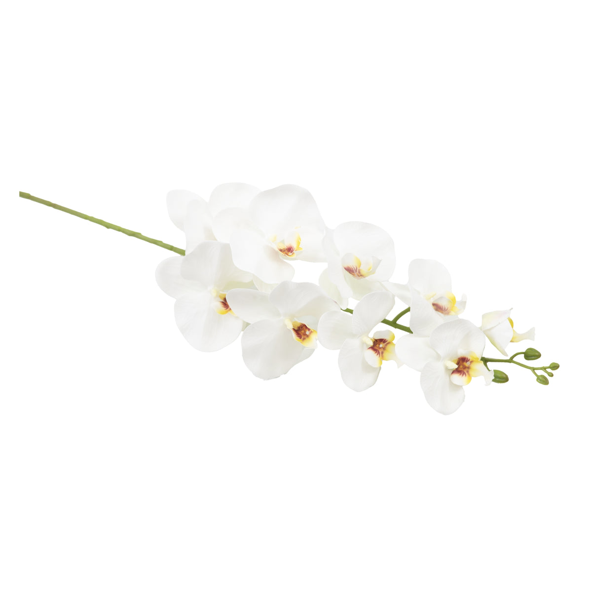 Phalaenopsis Orchid White - 95cm