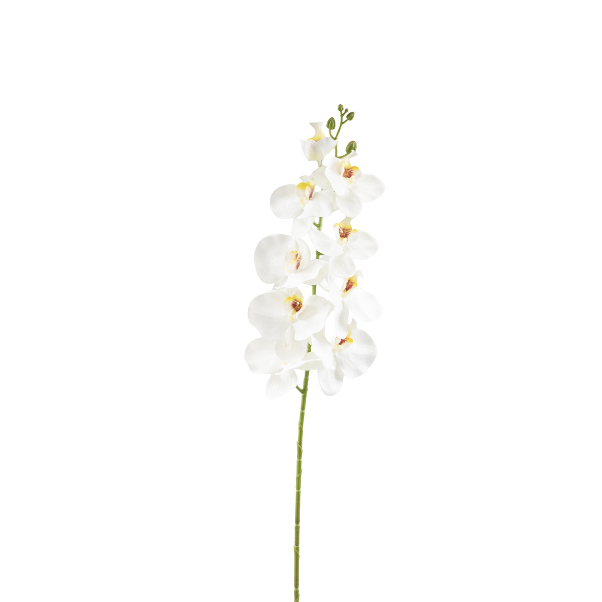 Phalaenopsis Orchid White - 95cm