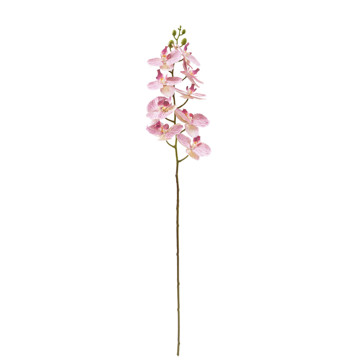 Phalaenopsis Orchid Pink White Stem - 90cm