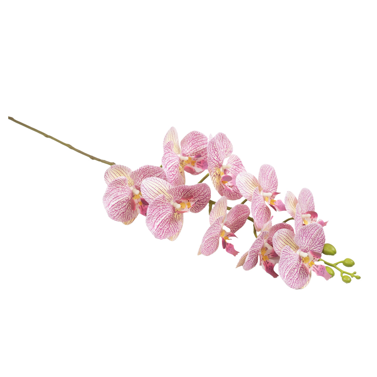 Phalaenopsis Orchid Pink White Stem - 90cm