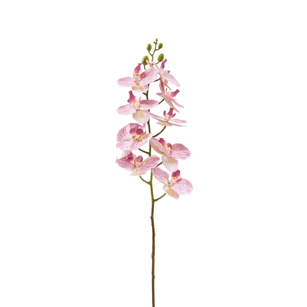 Phalaenopsis Orchid Pink White Stem - 90cm