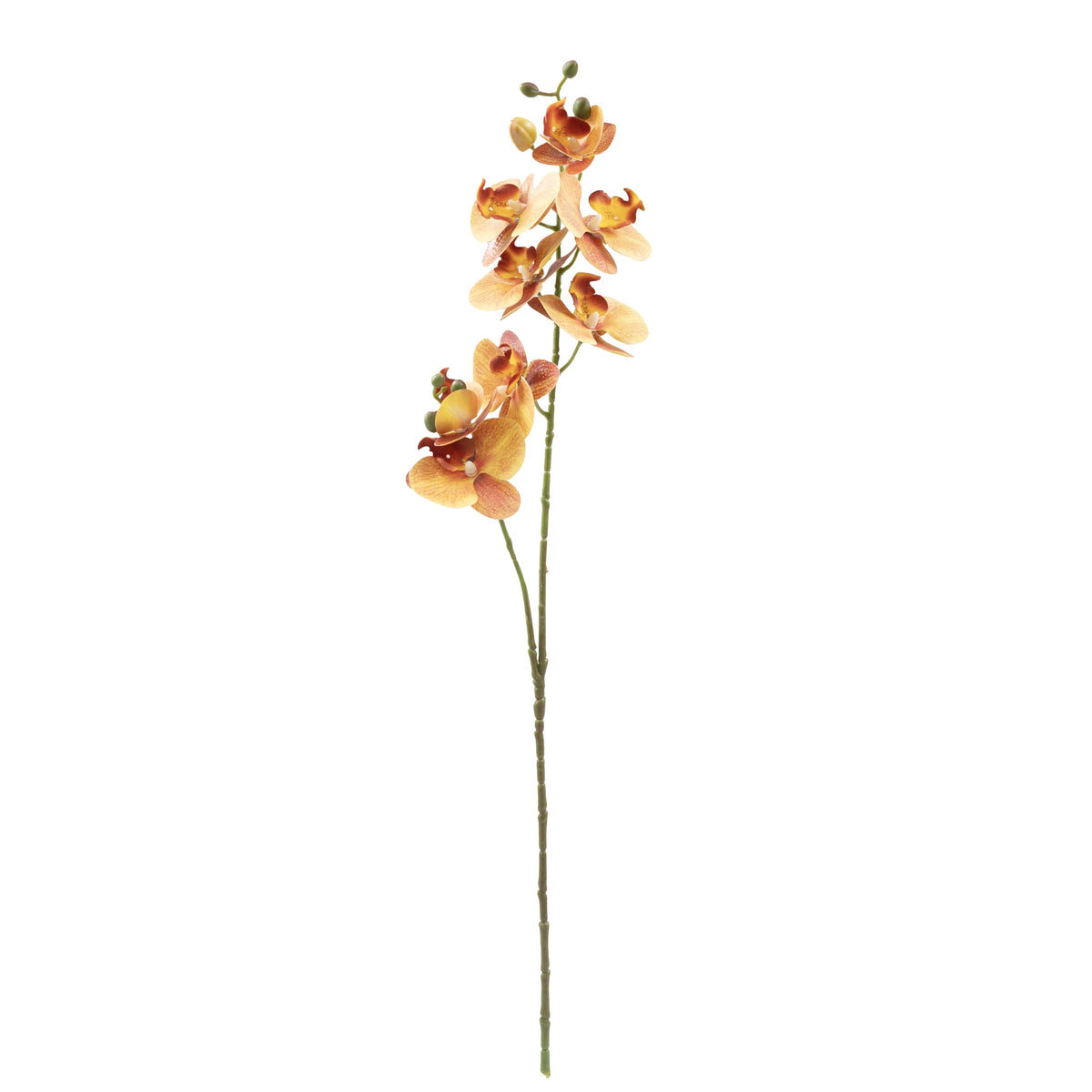 Phalaenopsis Orchid Orange - 72cm