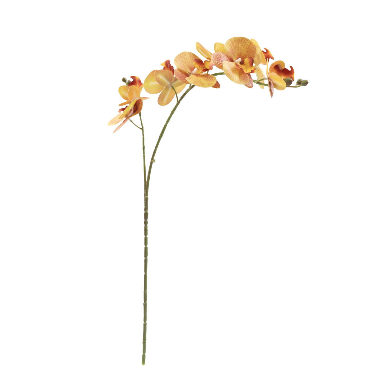 Phalaenopsis Orchid Orange - 72cm