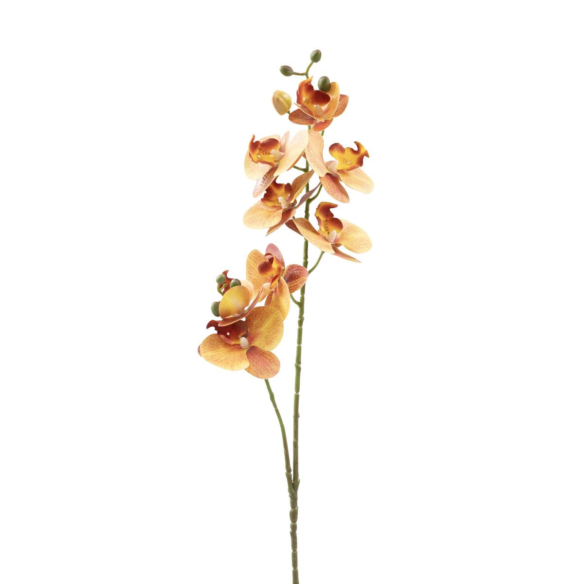 Phalaenopsis Orchid Orange - 72cm