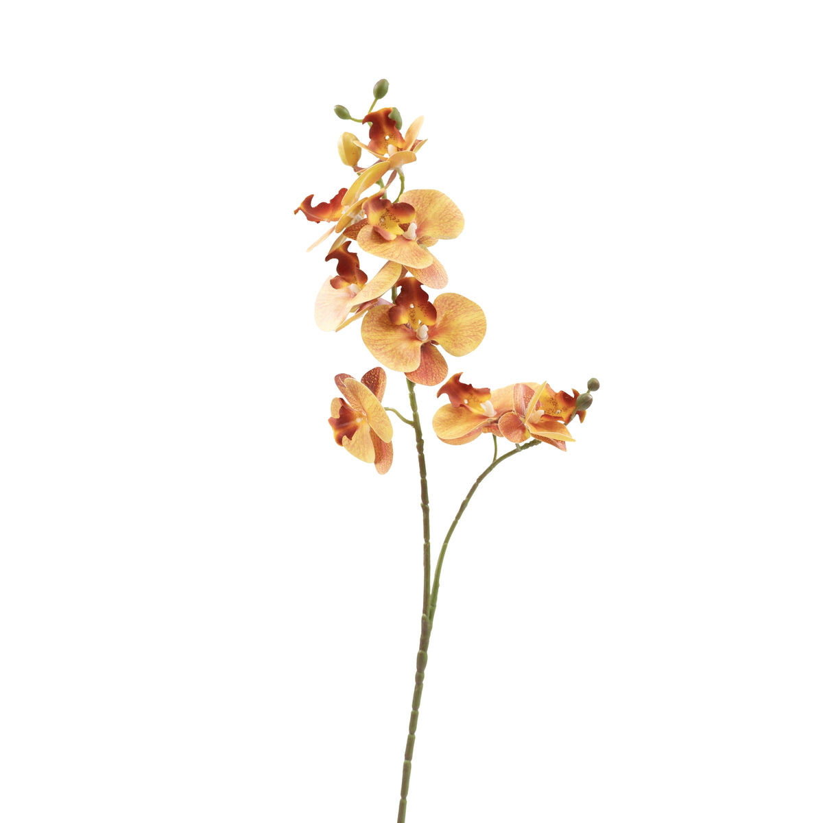 Phalaenopsis Orchid Orange Stem - 70cm