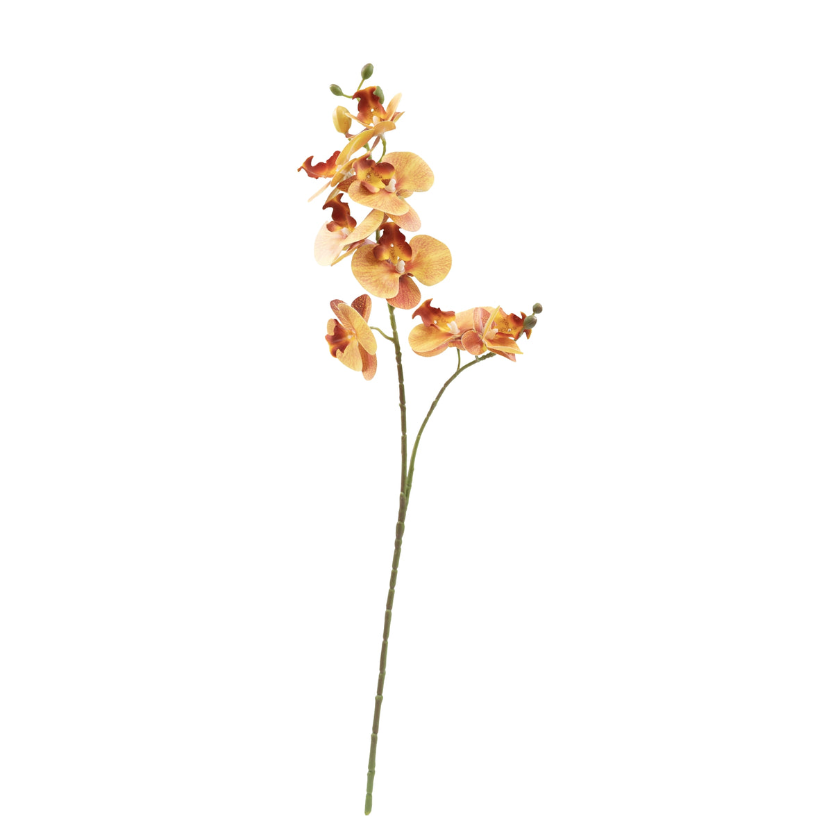 Phalaenopsis Orchid Orange Stem - 70cm