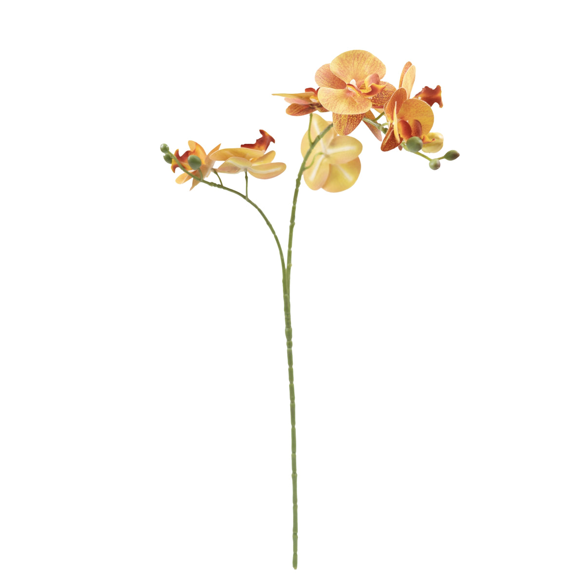 Phalaenopsis Orchid Orange Stem - 70cm