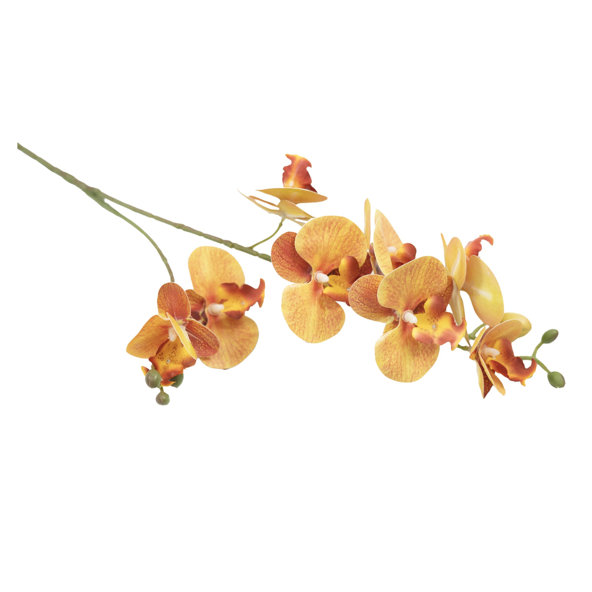 Phalaenopsis Orchid Orange Stem - 70cm