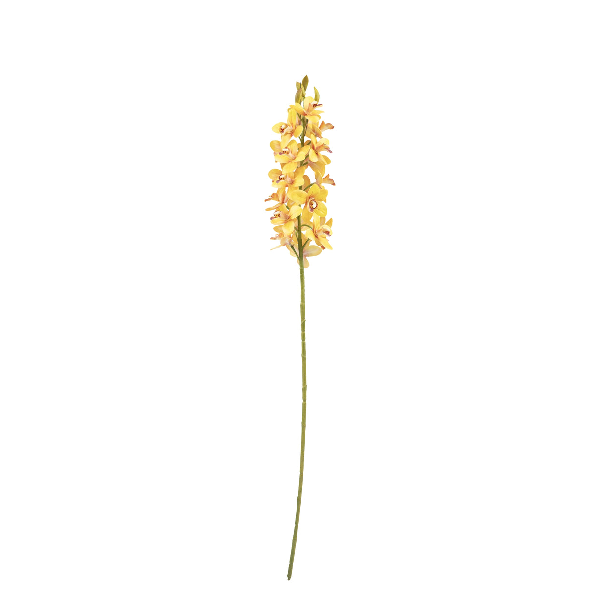 Vanda Orchid Yellow Stem - 80cm